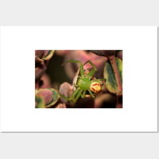 Green Jumping Spider Posters and Art